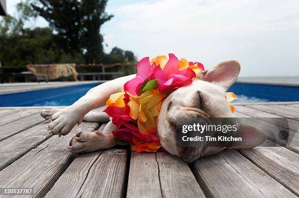 dog wearing lei by pool - hangover stock-fotos und bilder