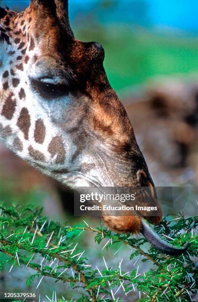 Giraffes Tongues Blue