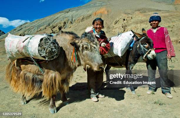Tibetan women with yak and donkey which carry packs of dried yak dung for fuel.