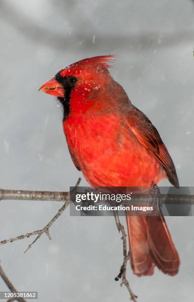 Cardinal Sitting Sitting Cardinal Photos and Premium High Res Pictures - Getty Images