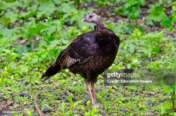 Turkeys In Minnesota Wild Turkey Group Photos and Premium High Res Pictures - Getty Images