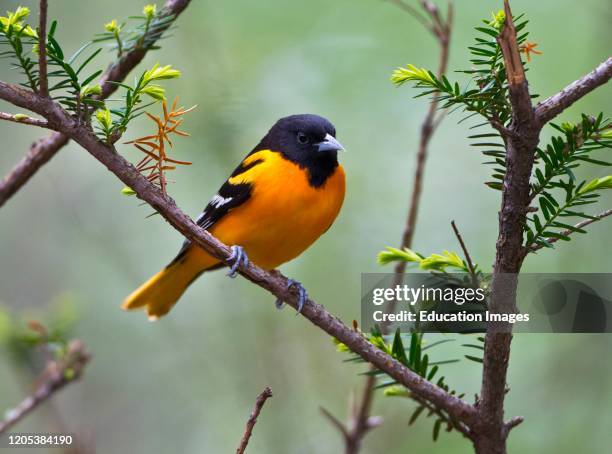 Minnesota, Baltimore Oriole.