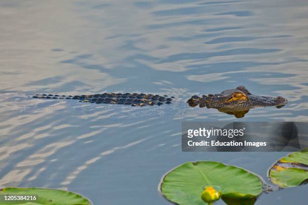 Florida, Sarasota, Celery Fields, American Alligator in Water Hunting.