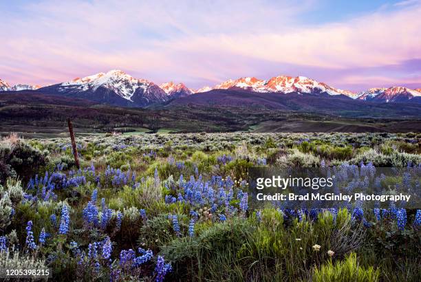 colorado wildflowers and the gore range - flor silvestre fotografías e imágenes de stock