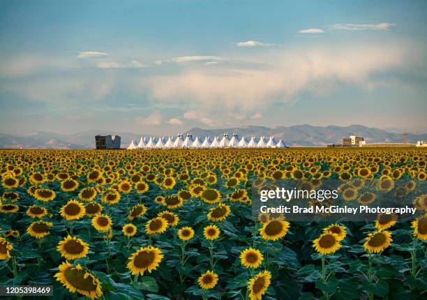 denver colorado sunflower field near airport - denver international airport stock-fotos und bilder