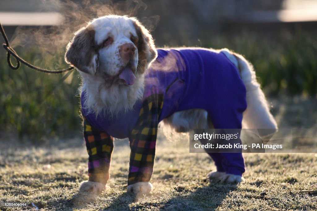 Crufts Dog Show - Day Two