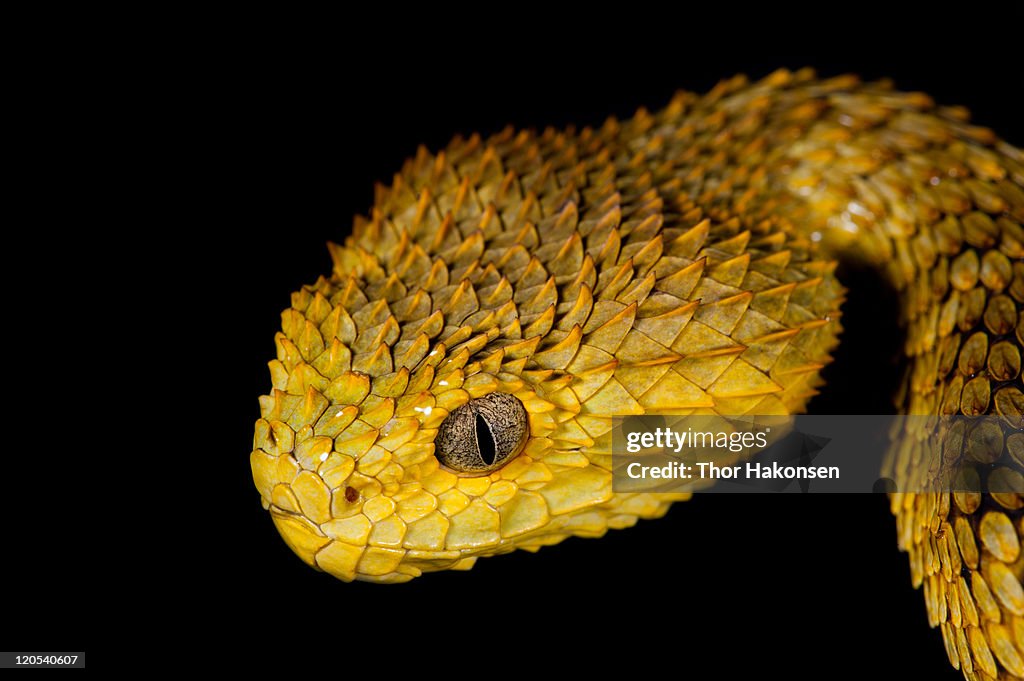 Atheris Squamigera High-Res Stock Photo - Getty Images