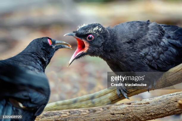 672 Funny Crow Photos and Premium High Res Pictures - Getty Images