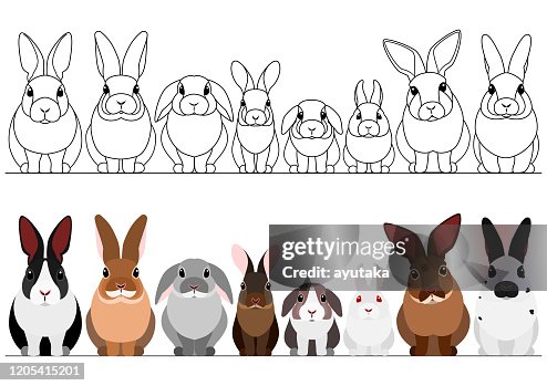 Border For Rabbits Set Of Rabbits Border High-Res Vector Graphic - Getty Images