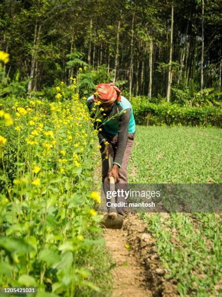 young farmer working on farm land. stock photo. - peanut crop stock pictures, royalty-free photos & images