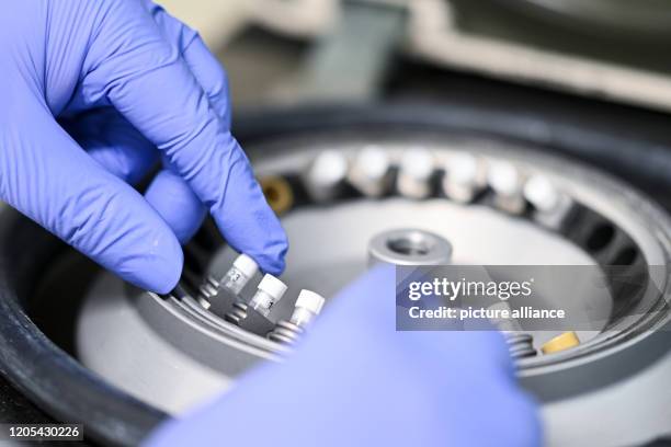 March 2020, Baden-Wuerttemberg, Singen am Hohentwiel: An employee of Labor Dr. Blessing fills a centrifuge with sample tubes for virus diagnostics ....