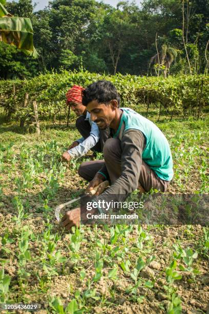young farmers working on farm land. stock photo. - peanut crop stock pictures, royalty-free photos & images