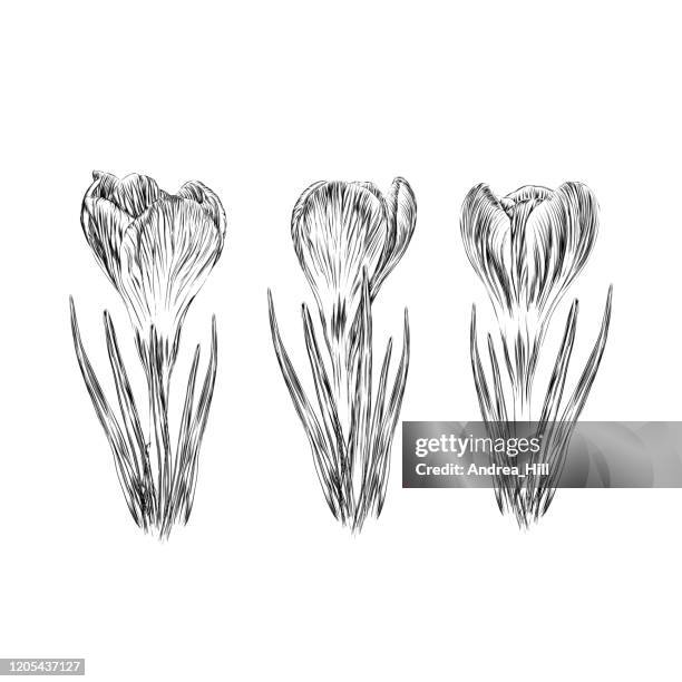 set of crocus flowers ink vector illustration - saffron flower stock illustrations
