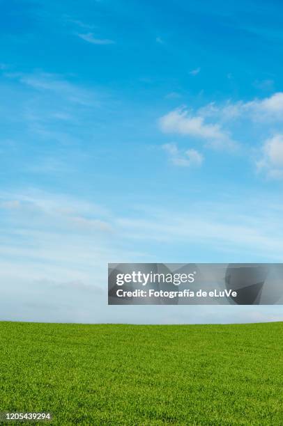 grass background and skyline under blue sky - からっぽ ストックフォトと画像