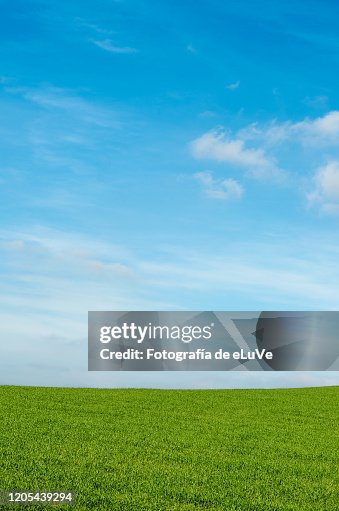 Grass background and skyline under blue sky Grass background and skyline under blue sky