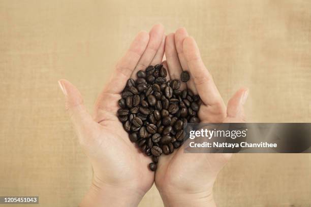 man holding fresh coffee beans with sackcloth on the background - stock photo - アラビカ種 ストックフォトと画像