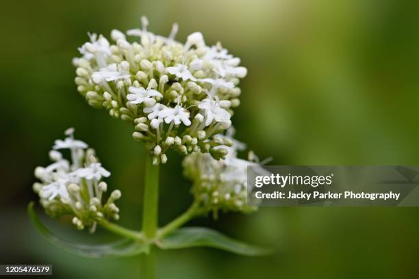 close-up image of the beautiful summer flowering centranthus ruber 'albus' red valerian (white form) flowers - valeriana officinalis stock pictures, royalty-free photos & images