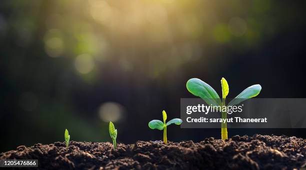 tree sapling hand planting sprout in soil with sunset close up male hand planting young tree over green background - raise photos et images de collection