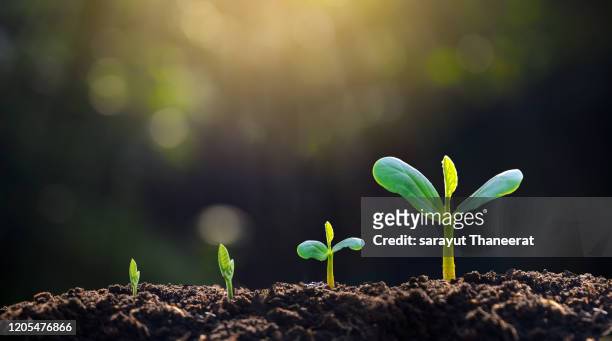 tree sapling hand planting sprout in soil with sunset close up male hand planting young tree over green background - crescita foto e immagini stock