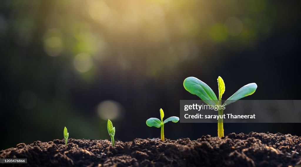 Tree sapling hand planting sprout in soil with sunset close up male hand planting young tree over green background