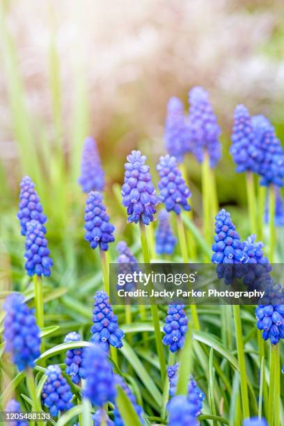 close-up image of the beautiful spring flowering, blue grape hyacinths - muscari flowers - muscari - fotografias e filmes do acervo