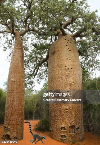 two baobab trees & ring-tailed lemur, reniala reserve. - lémur de cola anillada fotografías e imágenes de stock