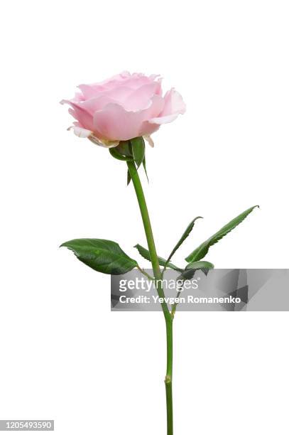 pink rose flower isolated on white background - plant stem 個照片及圖片檔