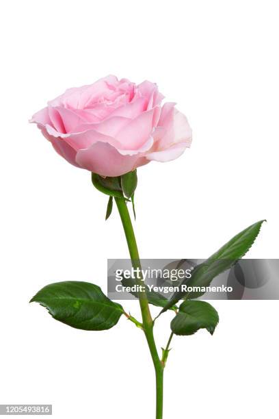 pink rose flower isolated on white background - plant stem stock pictures, royalty-free photos & images