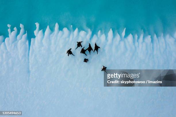 aerial view of antartica with iceberg and penguins - south pole stock pictures, royalty-free photos & images