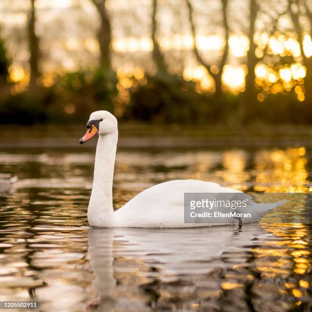 white swan during sunset - mute swan stock pictures, royalty-free photos & images