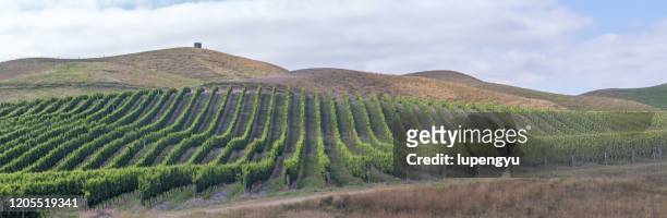panoramic view of row vine grape in vineyards,malbourg - marlborough house stock pictures, royalty-free photos & images