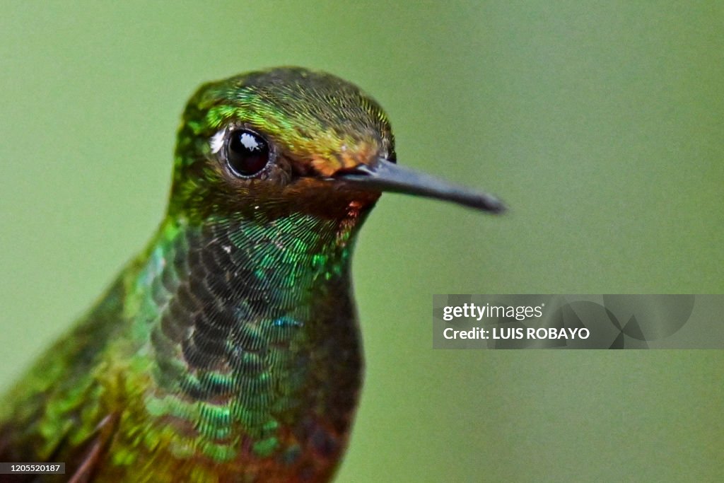 COLOMBIA-BIRDS-FEATURE