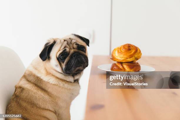 St Hund Vntar P Middag Med Lckra Bullar, Bildbanksbilder