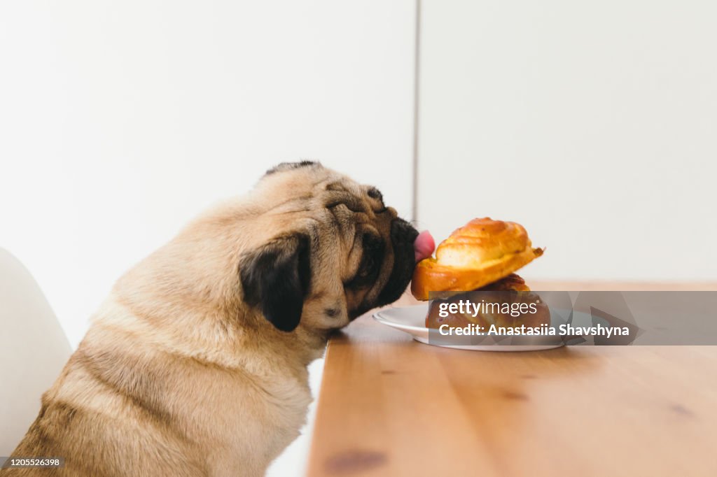 Cute dog waiting for the dinner with tasty buns