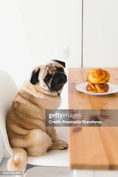 cute dog waiting for the dinner with tasty buns - cinnamon bun stock pictures, royalty-free photos & images