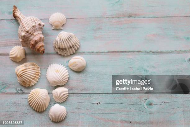 seashells and starfish over rustic background. copy space - muschel freisteller stock-fotos und bilder