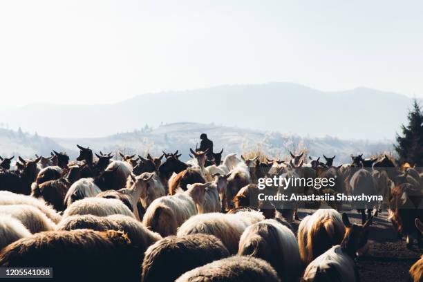 shepherd bonde med grupp getter under soluppgången i bergen - karpaterna bildbanksfoton och bilder