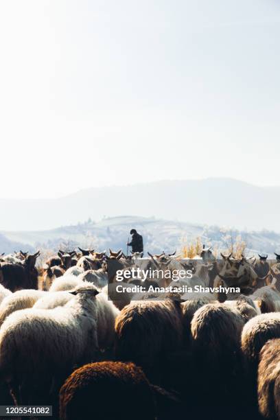 schäferhund mit ziegengruppe bei sonnenaufgang in den bergen - hirte stock-fotos und bilder