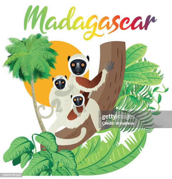 madagascar travel and coquerel's sifaka - antananarivo stock illustrations