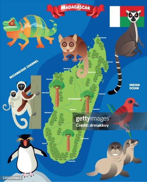 madagascar animals map, madagascar animals, madagascar fody, subantarctic fur seal, fur seal, rockhopper penguin, ring tailed lemur,antananarivo, toamasina, antsirabe, fianarantsoa, mahajanga, toliara, antsiranana, antanifotsy, ambovombe, ambilobe, ampara - madagascar forest stock illustrations
