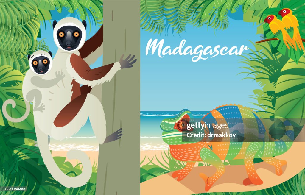 Coquerel's Sifaka and Chameleon, Bukalemun, Antananarivo, Toamasina, Antsirabe, Fianarantsoa, Mahajanga, Toliara, Antsiranana, Antanifotsy, Ambovombe, Ambilobe, Amparafaravola, Tolanaro, Ambatondarazaka