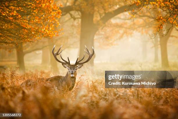 red deer in between teh field - richmond park stock pictures, royalty-free photos & images