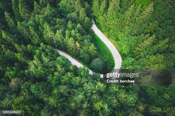 curvy road in forest - letter u stock pictures, royalty-free photos & images