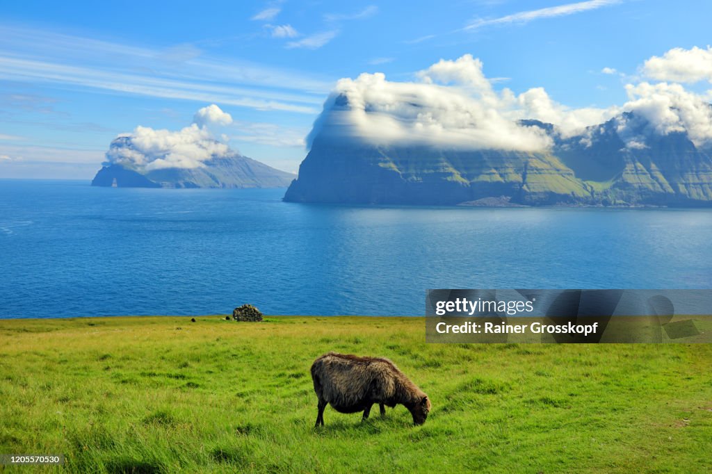 Grazing sheep on a meadow with dramatic cloud formations on steep mountains in the background