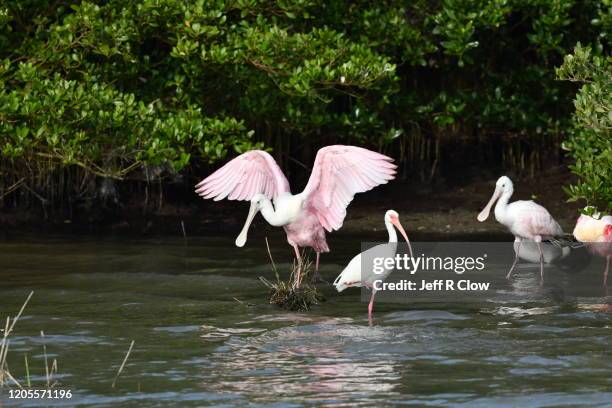 pink wings on padre - south padre island stock pictures, royalty-free photos & images