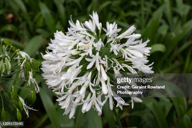 white agapanthus - african lily imagens e fotografias de stock