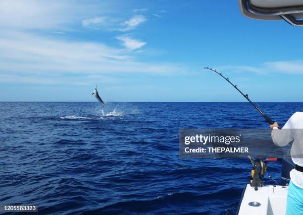 para atrapar un marlin - pescar un marlin fotografías e imágenes de stock