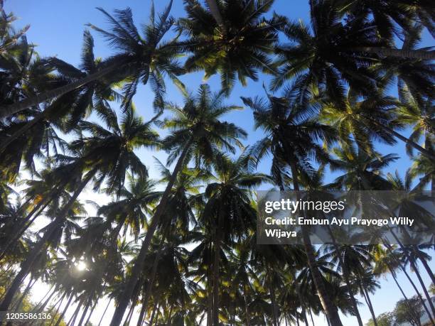 coconut palm tree - coconut palm tree stock pictures, royalty-free photos & images