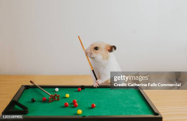 hamster playing pool - 卓球 個照片及圖片檔