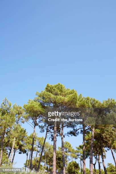 pine trees against clear blue sky - pine woodland fotografías e imágenes de stock